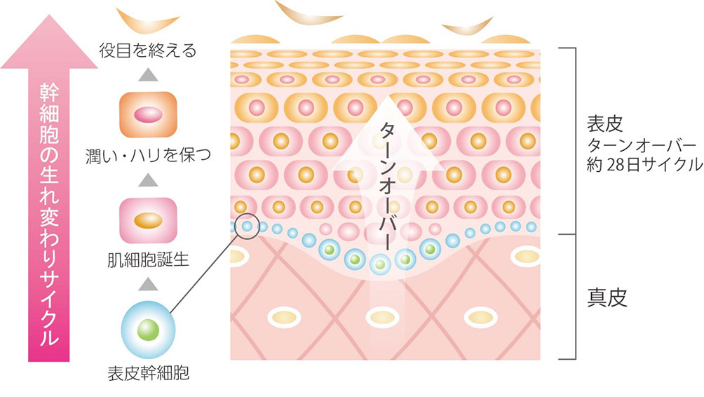 原因2.ターンオーバーが乱れている