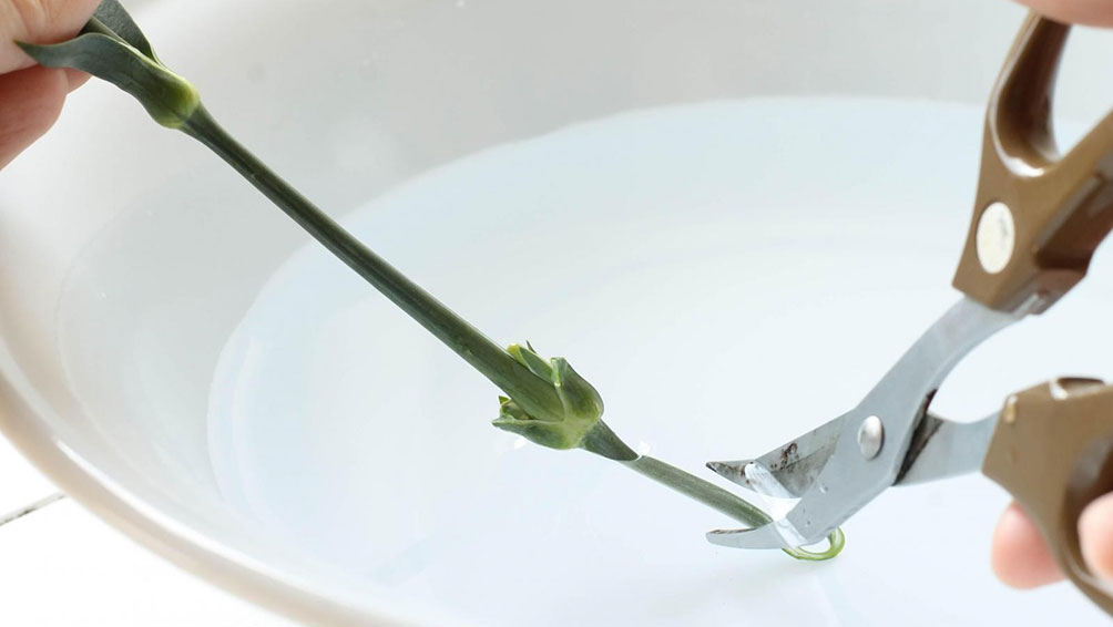 水揚げって何?やり方と頻度について