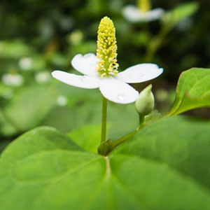第7位:どくだみ茶