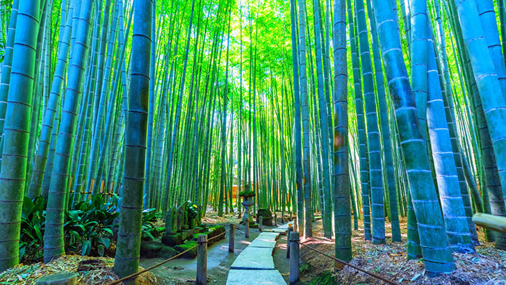 神奈川(鎌倉・箱根)