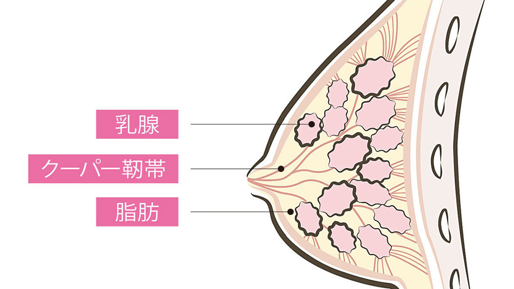 そもそもなんで胸は何で垂れるの?原因ってなに?