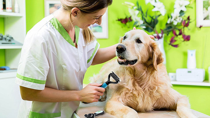 動物好きにぴったり！ペット関係の資格