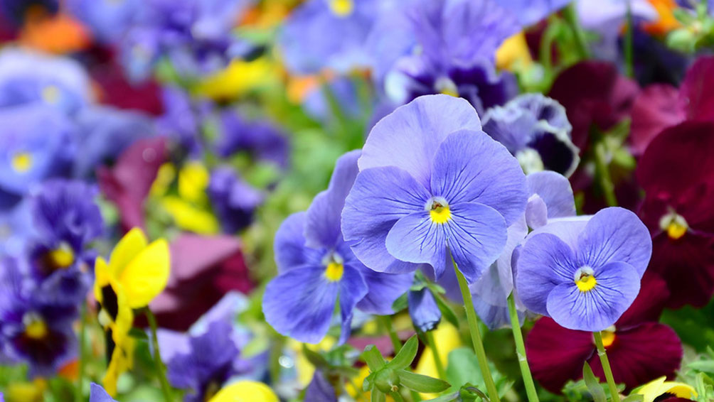 エディブルフラワーは自宅で栽培できる!