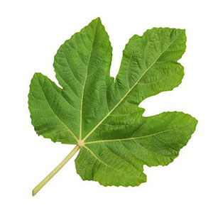 アダム・イブ型（リスク遺伝子なし）