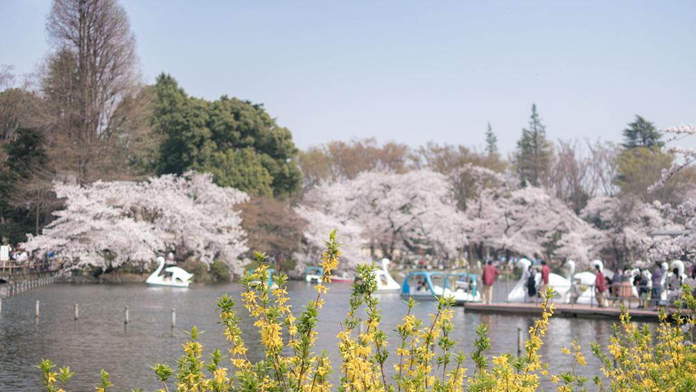 自然派夫婦におすすめ！「井の頭恩賜公園」